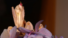 Orchideenmantis (16).jpg